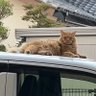 ただし 的头像