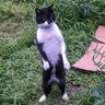 ElGato_Piola profil fotoğrafı