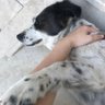 Фото профиля psi_cat_erapist