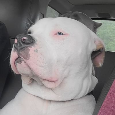 FAFO The First's profile picture