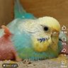 Annie Che profil fotoğrafı