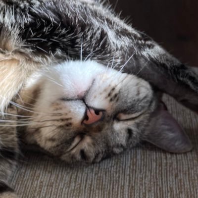 Plebarae's profile picture