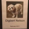 Фото профиля digbert nelson