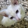 Profilbild von Puss¥