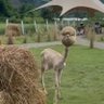 Profilbild von Ewe