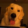Фото профиля Doglover