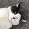 すーたん profil fotoğrafı