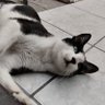 LeonardoFrost profil fotoğrafı