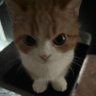HidN_N_ForbidN's profile picture