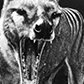 Фото профиля Thylacine