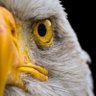 Yencheri's profile picture