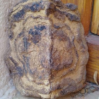 Periquete's profile picture