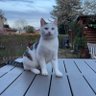Ventilklappendeckelhalter's profile picture