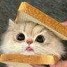 Cats bring healing to the world😺's profile picture