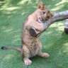 ๛ 黒い肉球 ๛ profil fotoğrafı