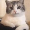 stardreams's profile picture