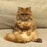 Фото профиля キブロワイト