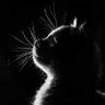 kip_Junior's profile picture