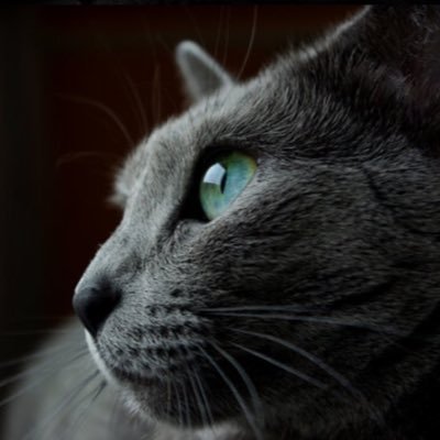 🐈⬛わさび🐈⬛'s profile picture