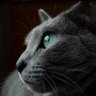 🐈⬛わさび🐈⬛ profil fotoğrafı