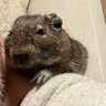 Фото профиля フランキー