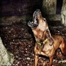 Фото профиля Hawgwild91