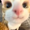 のえる's profile picture