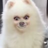 遅咲きモノノフ's profile picture