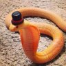 ZerobyteG 🐍🎩 的头像