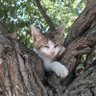 Aynur Gürel's profile picture