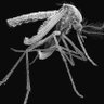 Фото профиля Aedes