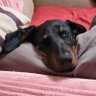 Profilbild von pete