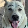 MyDogGunner profil fotoğrafı
