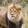 Gregorio Tagliabue 🇺🇸🙏🐈⬛🧱🗽⛪️'s profile picture