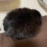守護神・しーくん's profile picture