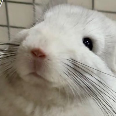 しずく • ·̫ •'s profile picture
