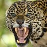 ᛦᚬᚱᚴᛅ᛫ᚴᛅᚱᚱᛅᚾᛋᛅ᛫ᚴᛅᛋᛏᛁᛚᛚᚬ ☘️🇲🇽🐆 profil fotoğrafı