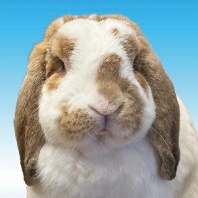 おもち's profile picture