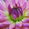 刘琼 profil fotoğrafı