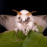 Depressy Butterfly's profile picture