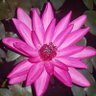 Hoang Trinh's profile picture