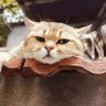 Profilbild von 莫失莫忘
