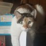 Profilbild von Ginger