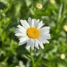 Çalıkuşu🌼's profile picture