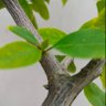 Deepanshu Singh #SaveSoil profil fotoğrafı