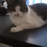 ラブ🩷ねこベリー🐈️🐾 的头像