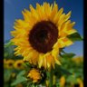 girasol A 1-5's profile picture