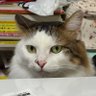 mmm♂д○@なぺなぺ's profile picture