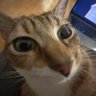 Flóki profil fotoğrafı