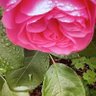 beautiful flowers 🌹 ❤️'s profile picture